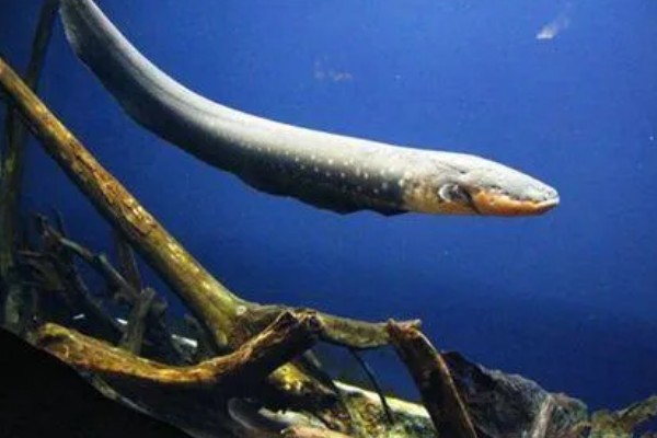 鳗鱼会放电的原因，只有电鳗才会放电