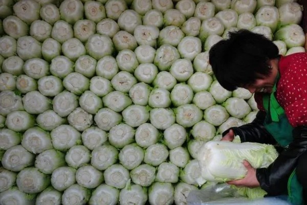 冬运大白菜的注意事项，中短途调运多以公路运输为主