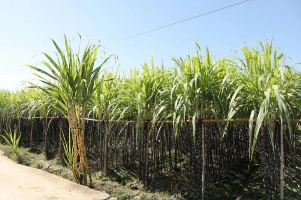 如何让甘蔗长高长粗，使用赤霉酸920和钾肥