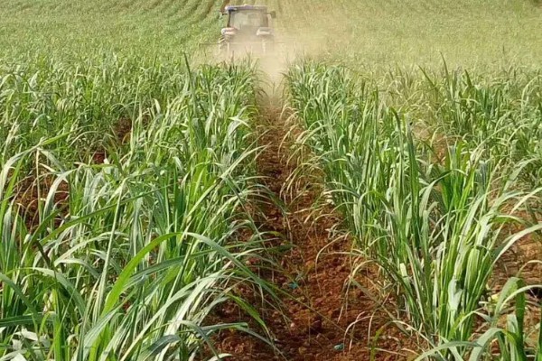 如何让甘蔗长高长粗，使用赤霉酸920和钾肥