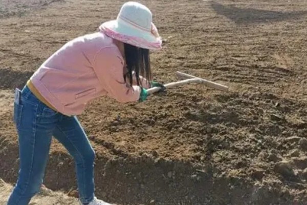 如何让甘蔗长高长粗，使用赤霉酸920和钾肥