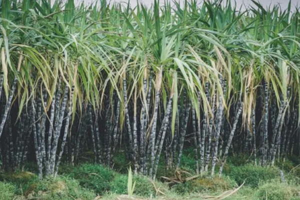 如何让甘蔗长高长粗，使用赤霉酸920和钾肥