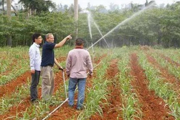 如何让甘蔗长高长粗，使用赤霉酸920和钾肥
