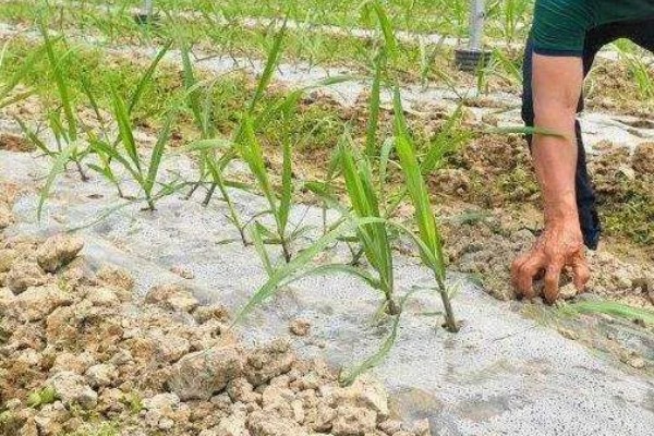 如何让甘蔗长高长粗，使用赤霉酸920和钾肥