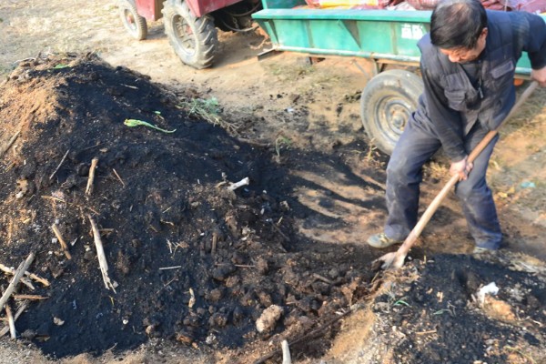 如何让甘蔗长高长粗，使用赤霉酸920和钾肥