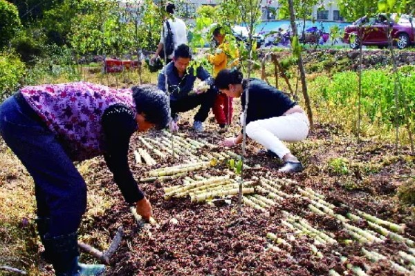 如何让甘蔗长高长粗，使用赤霉酸920和钾肥