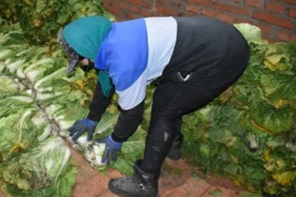 冬运大白菜的注意事项，中短途调运多以公路运输为主