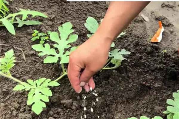 双膜西瓜怎么施肥，结瓜后期喷施尿素和磷酸二氢钾