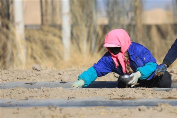 双膜西瓜怎么施肥，结瓜后期喷施尿素和磷酸二氢钾