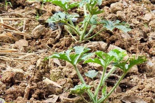 双膜西瓜怎么施肥，结瓜后期喷施尿素和磷酸二氢钾