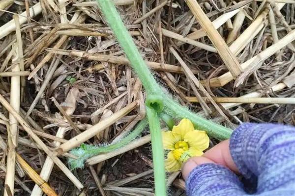 双膜西瓜怎么施肥，结瓜后期喷施尿素和磷酸二氢钾