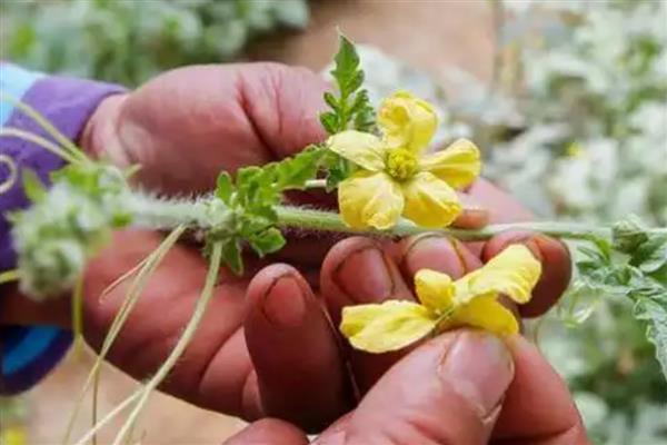 双膜西瓜怎么施肥，结瓜后期喷施尿素和磷酸二氢钾