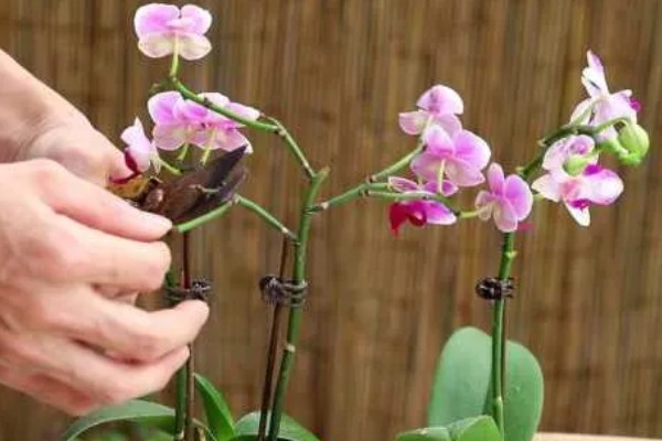 蝴蝶兰花开败了怎么处理，需要适当的修剪