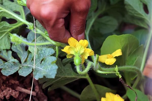 双膜西瓜怎么施肥，结瓜后期喷施尿素和磷酸二氢钾
