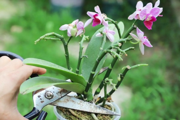 蝴蝶兰花开败了怎么处理，需要适当的修剪