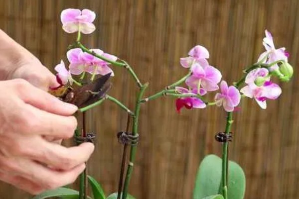 蝴蝶兰花开败了怎么处理，需要适当的修剪