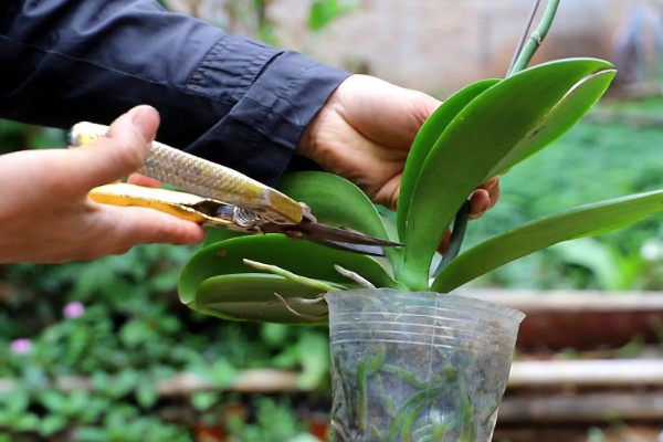 蝴蝶兰花开败了怎么处理，需要适当的修剪