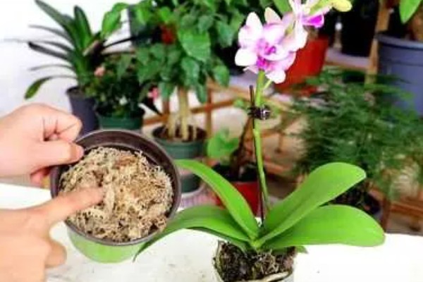 蝴蝶兰花开败了怎么处理，需要适当的修剪