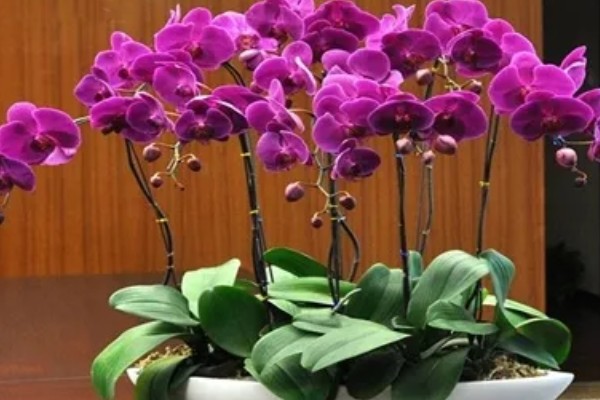 蝴蝶兰花开败了怎么处理，需要适当的修剪