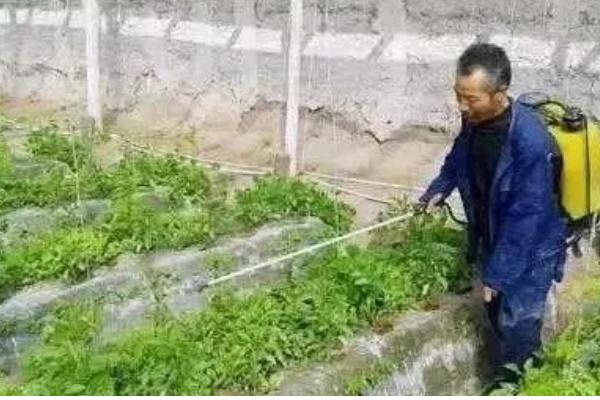 棚室蔬菜用什么粉尘药，根据防治对象做选择