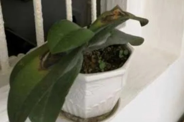 蝴蝶兰花开败了怎么处理，需要适当的修剪