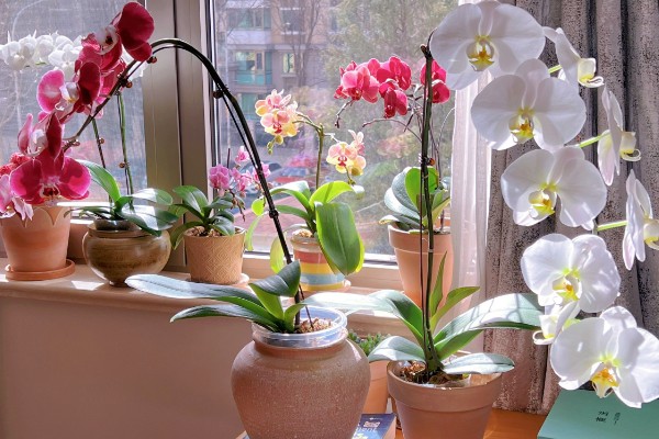 蝴蝶兰花开败了怎么处理，需要适当的修剪