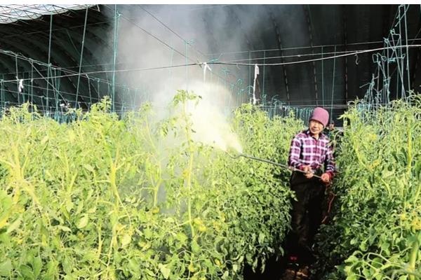 棚室蔬菜用什么粉尘药，根据防治对象做选择