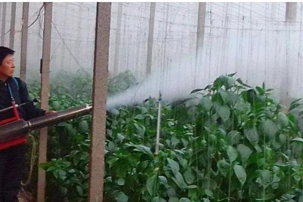 棚室蔬菜用什么粉尘药，根据防治对象做选择
