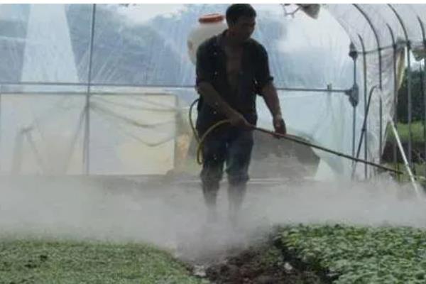 棚室蔬菜用什么粉尘药，根据防治对象做选择