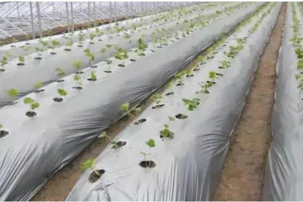 棚室蔬菜用什么粉尘药，根据防治对象做选择