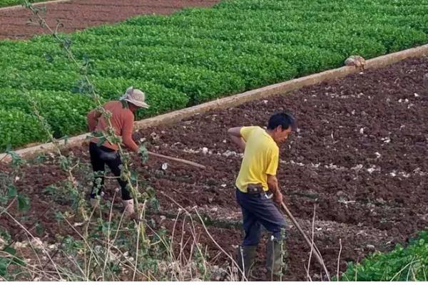 农业弱质性有什么表现，生产规模缺乏优势且收益低下