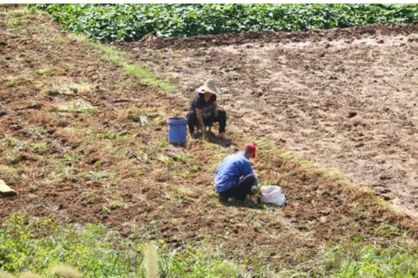 农业弱质性有什么表现，生产规模缺乏优势且收益低下