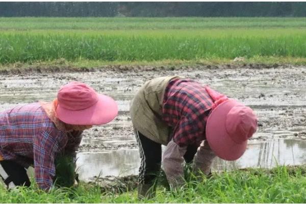 农业弱质性有什么表现，生产规模缺乏优势且收益低下