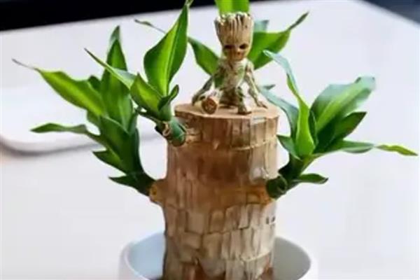 让巴西木快速发芽的方法，确保每天有3-4小时的直射光
