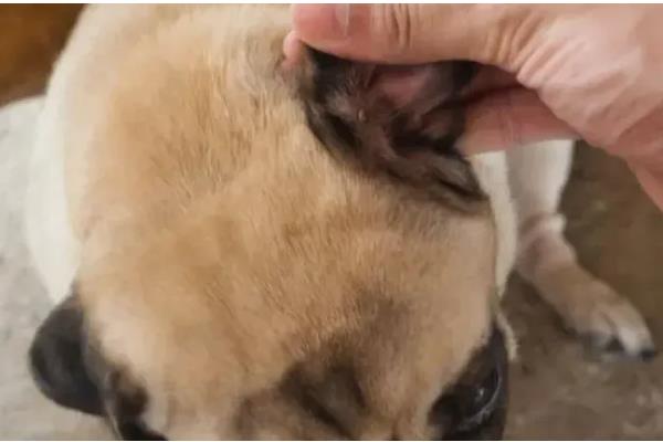 狗狗老是挠耳朵的原因，可能是耳螨导致的