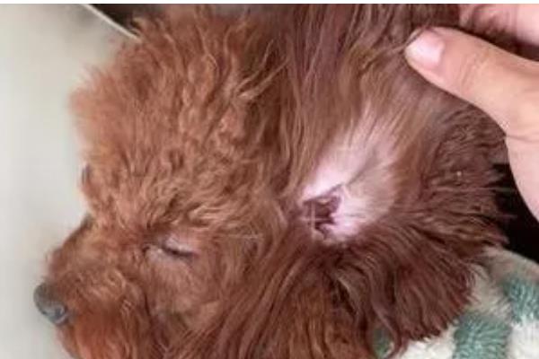 狗狗老是挠耳朵的原因，可能是耳螨导致的