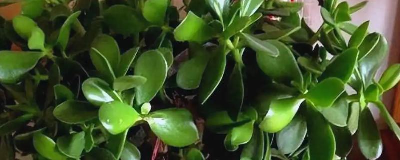 玉树换盆后植株萎蔫怎么办，放在有散射光的地方可缓解萎蔫情况