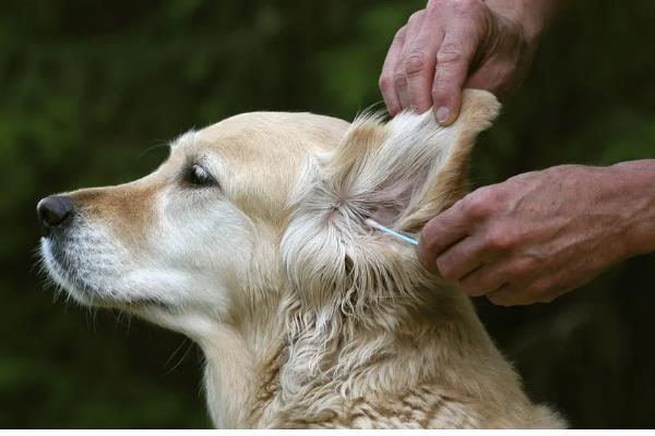 狗狗老是挠耳朵的原因，可能是耳螨导致的