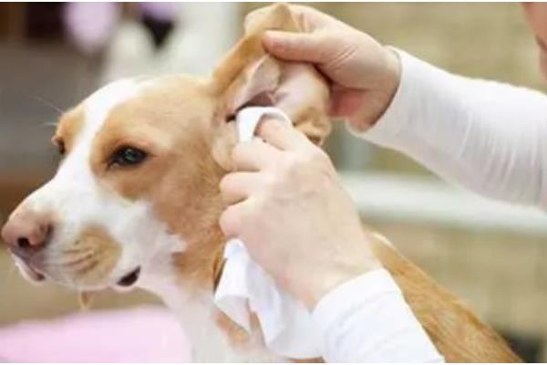 狗狗老是挠耳朵的原因，可能是耳螨导致的