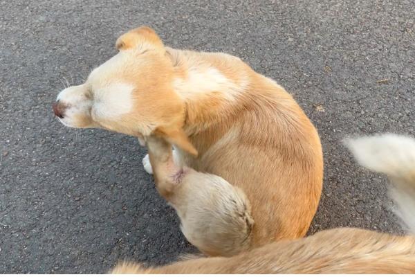 狗狗老是挠耳朵的原因，可能是耳螨导致的