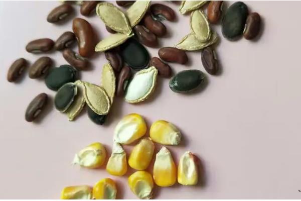 种子的含义，是指种子植物的繁殖材料