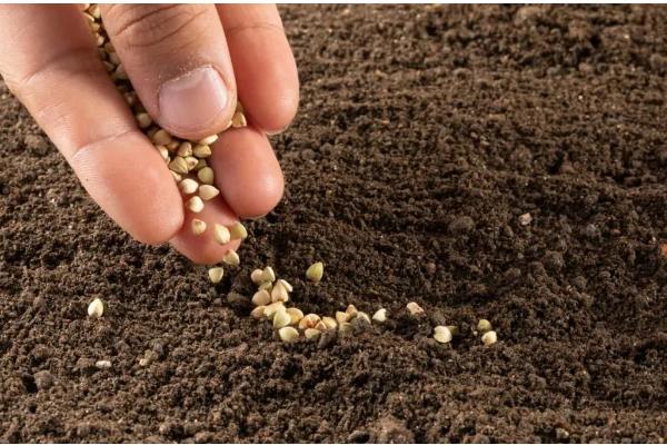 种子的含义，是指种子植物的繁殖材料