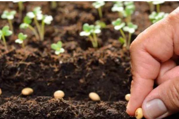 种子的含义，是指种子植物的繁殖材料