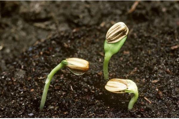 种子的含义，是指种子植物的繁殖材料