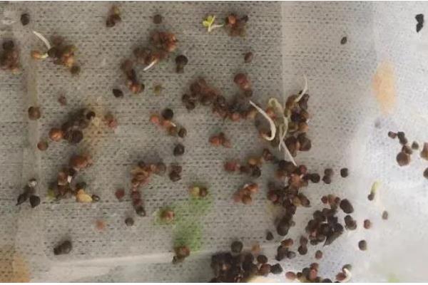 种子的含义，是指种子植物的繁殖材料