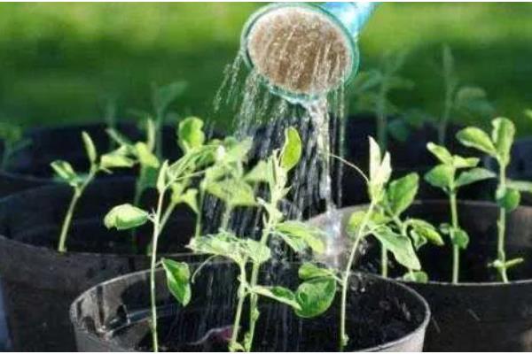 种子的含义，是指种子植物的繁殖材料