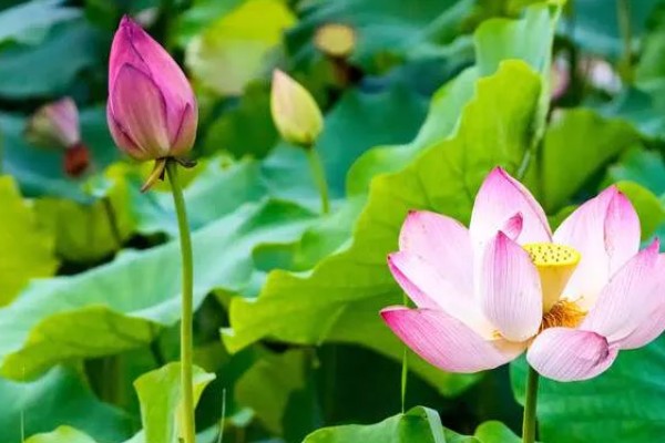 莲花的开放时间,花期为6-9月份