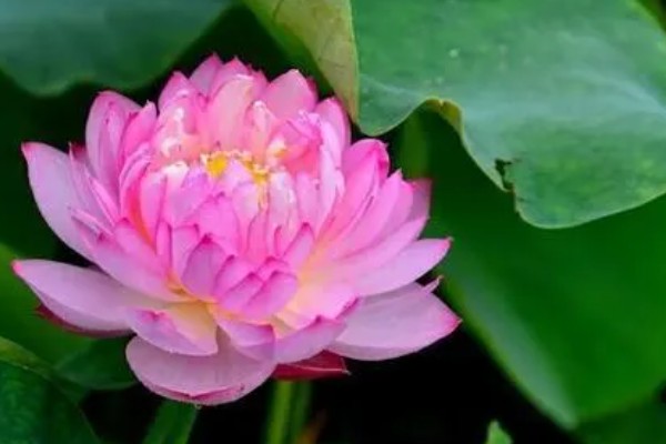 莲花的开放时间,花期为6-9月份