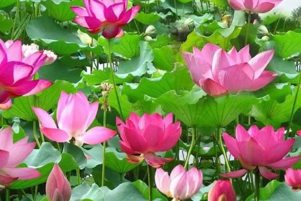 莲花的开放时间,花期为6-9月份