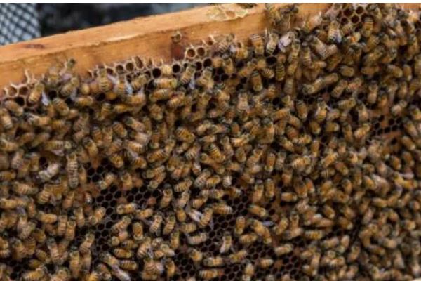 蜂群春衰的简介,指早春越冬蜂大量死亡且群势急剧下降